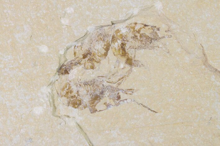 Three Cretaceous Fossil Shrimp - Lebanon #154579